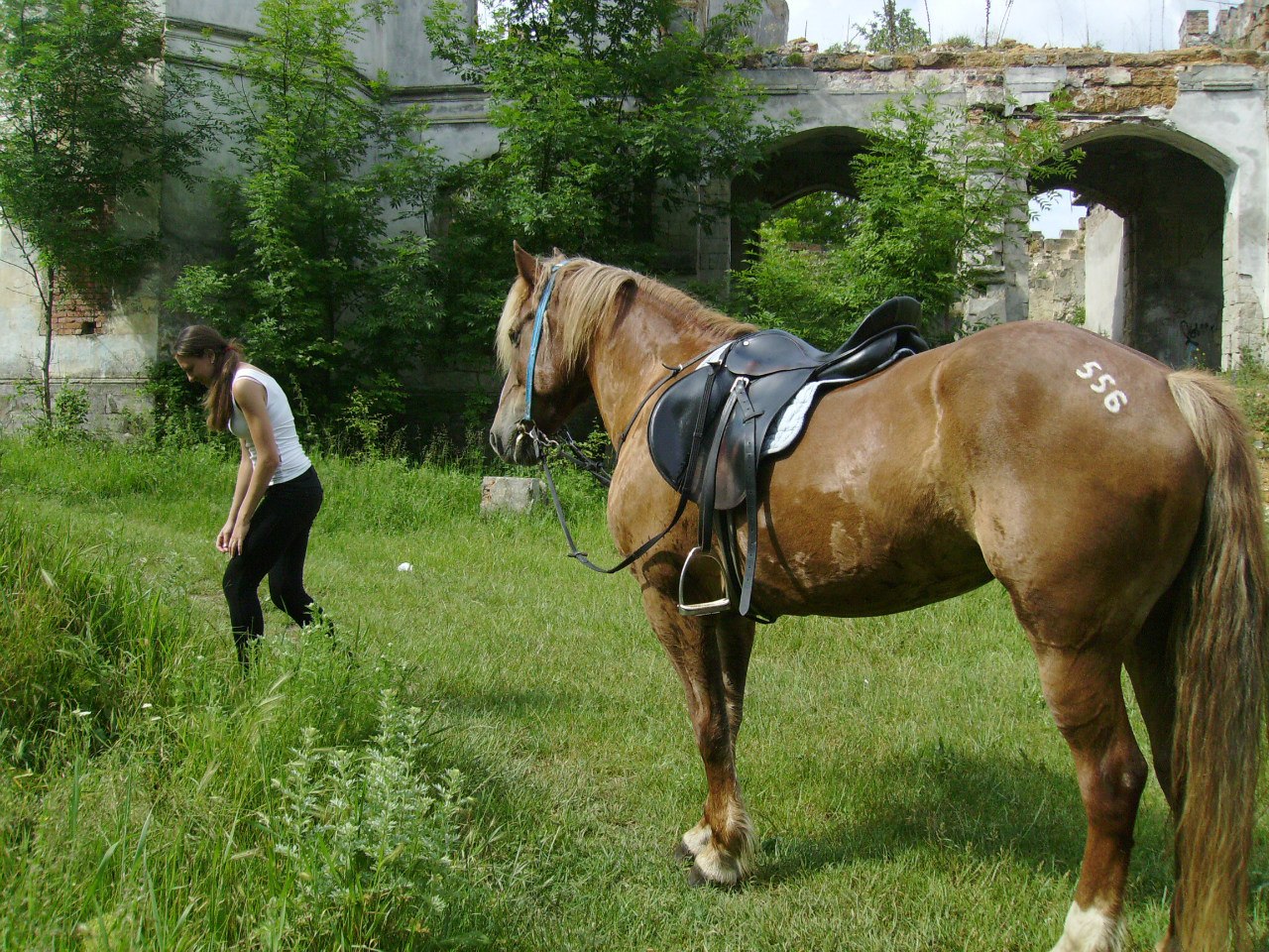 Цены на конные прогулки в Крыму